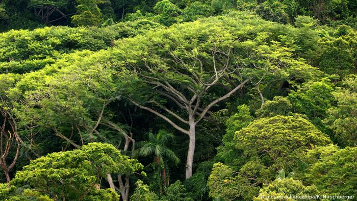 Conheça algumas das principais árvores nativas da Mata Atlântica